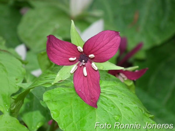 Trillium Trillium vaseyi